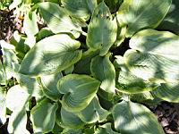 Hosta Ventricosa (var Aureo-Maculata) (fam Liliacees) (02) (Photo F. Mrugala)